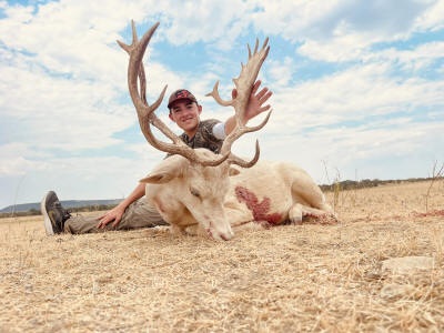 White Fallow Deer