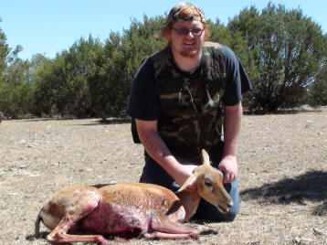 Blackbuck Antelope Doe